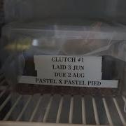 Pulling My Very First Clutch Of Ball Python Eggs