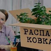 Распаковка 3 мои цитрусовые кафир лайм лиметта пурша и лимон вариегатный