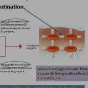 4 1 10 11 Groupes Sanguins Q 71a88 Avi