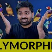 Java Polymorphism The Most Misunderstood Concept In Programming Java Mastery 12