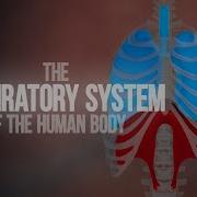Respiratory System Of The Human Body How The Lungs Work Animation