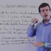 Genes Alleles And Loci