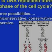 Ch 7 DNA Structure And Replication