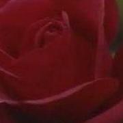 Rose Bloom