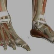 SPEED Muscles Of The Foot Part 1
