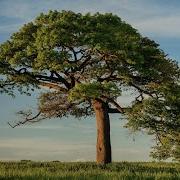 How To Implement Decision Tree Classifier From Scratch In Python Explanation And Code