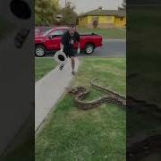 Angry Python Shorts Snake Angry