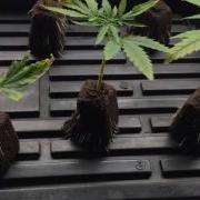 Clone Testing 1