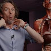 Introduction To Respiratory System Anatomy
