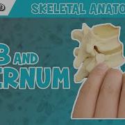 Rib And Sternum Anatomy