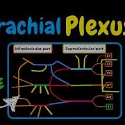Brachial Plexus Scheme Quiz Anatomy