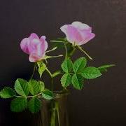 Time Lapse Of Wild Rose Blooming And Dropping Petals