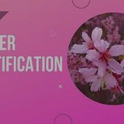 Basics Of Flower Identification
