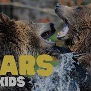 Bears For Kids Learn All About These Honey Loving Mammals
