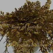 Timelapse Of Opening Rose Of Jericho