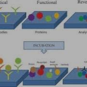 Protein Arrays L Analytical L Functional And Reverse Phase Protein Arrays