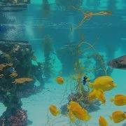 We Turned Our Backyard Swimming Pool Into A FISH TANK