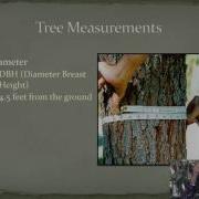 Forest Measurements Diameters