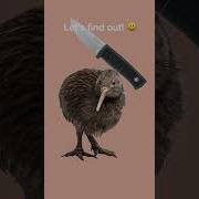 Cutting A Kiwi In Half Shorts Animation Toonsquid Meme Experiment Funny Fake