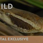 The Deadly Pit Viper Snakebite Week National Geographic Wild UK