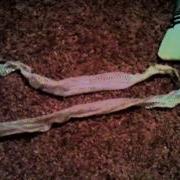 My Carpet Python After Shed