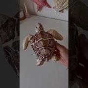 DIY Sea Turtle Tutorial