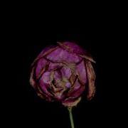 Life Of A Rose Flower Blooming To Withering Time Lapse Video
