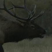 Rocky Mountain Bugling Elk National Geographic