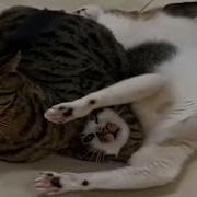FUNNY CATS Crazy And Completely Unpredictable