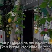 Bercomex Furora Rosa Verwerkt Rozen Volautomatisch Bij Dümmen Orange