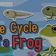 Life Cycle Of A Frog