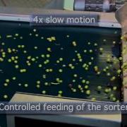 Europress Optical Sorting Machine