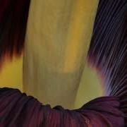 Corpse Flower Has Bloomed At GVSU Smells Like Rotting Flesh