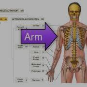 Chapter 8 Module 1 The Pectoral Girdle And Upper Extremity