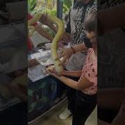 The Snake Exotic Pets Expo Mactan Island Philippines