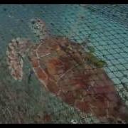 Turtle Excluder Device TED Fitted To A Trawl Net To Stop Turtles Drowning