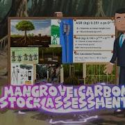 Mangrove Carbon Stock Assessment