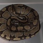 Ball Python Ovulation 3