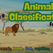 Animal Classification For Kids Animal Groups Flashcards