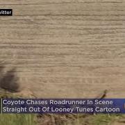 Coyote Chases Roadrunner In Scene Straight Out Of Looney Tunes Cartoon