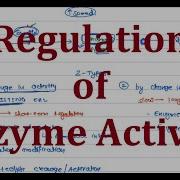 13 A Regulation Of Enzyme Activity In Living System Biology Made Easy
