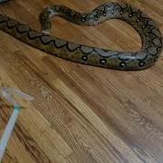 Aggressive Reticulated Python