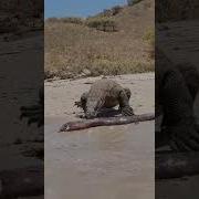 Komodo Dragon Gets Shocked By Electric Eel Animals Nature Wildlife