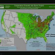 The Emerald Ash Borer Strategies For Conserving Ash In The Urban Forest