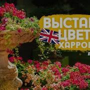 Цветочное шоу Харрогейт в Англии Весна 2026