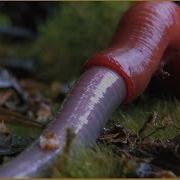 Monster Leech Swallows Giant Worm Wonders Of The Monsoon Episode 4 BBC