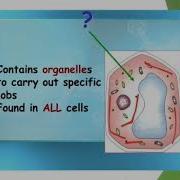 Class 8 SCIENCE Cell Structure And Function Part 4