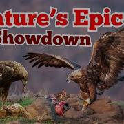 The Eternal Struggle Predator Vs Prey Adaptations Revealed