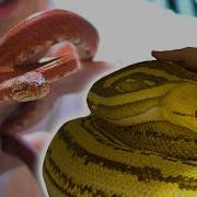 GIANT SNAKE Egg Collectors