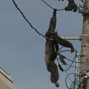Chimp Escape Primate Swings From Live Power Lines Falls From Electricity Pole Euronews